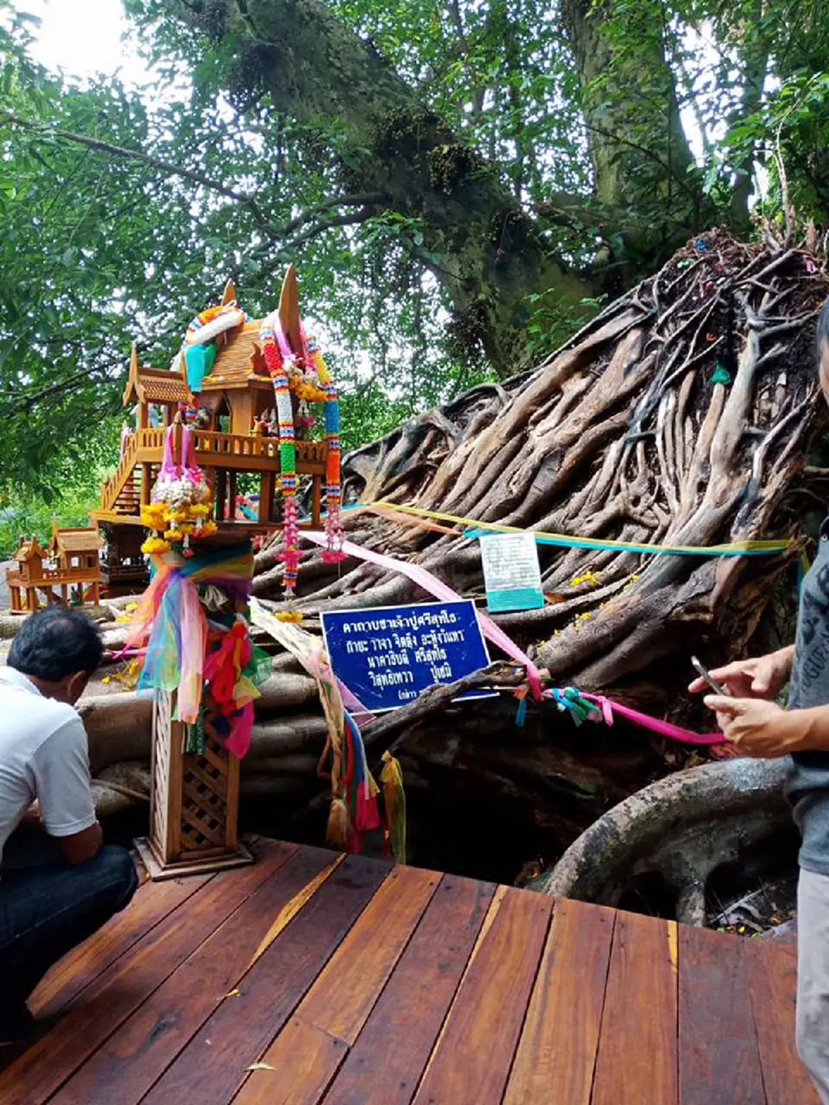 ปู่ศรีสุทโธ-แม่ย่าศรีปทุมมา ให้โชค !! "ต้นมะเดื่อยักษ์" กลางป่าคำชะโนด โผล่เลขเด็ด 2 ตัว คอหวยแห่ส่อง เตรียมรับทรัพย์ใหญ่ !!
