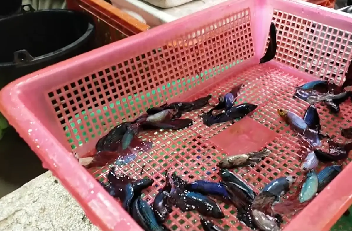 PETA Asia แฉด้านมืด อุตสาหกรรมปลากัดไทย ความสวยมาพร้อมเรื่องราวน่าสลด ทำไมถึงโหดร้ายเหลือเกิน