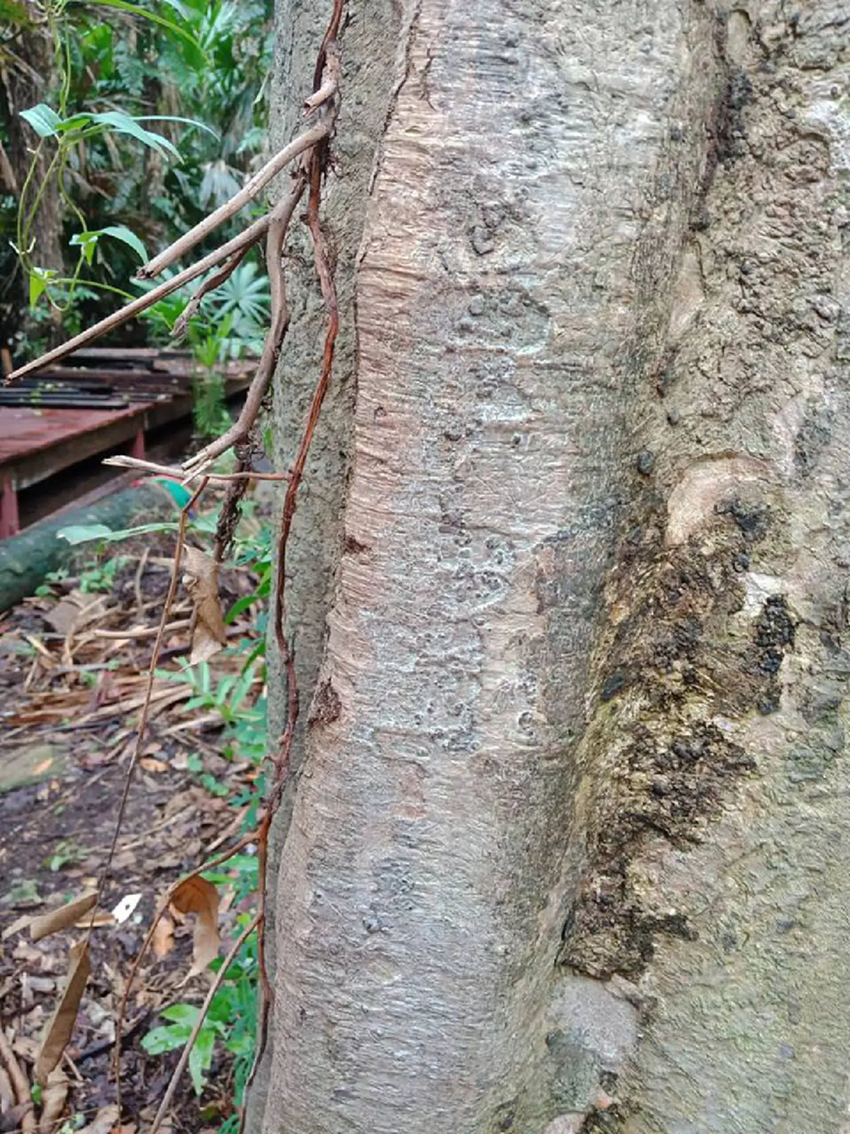 ปู่ศรีสุทโธ-แม่ย่าศรีปทุมมา ให้โชค !! "ต้นมะเดื่อยักษ์" กลางป่าคำชะโนด โผล่เลขเด็ด 2 ตัว คอหวยแห่ส่อง เตรียมรับทรัพย์ใหญ่ !!
