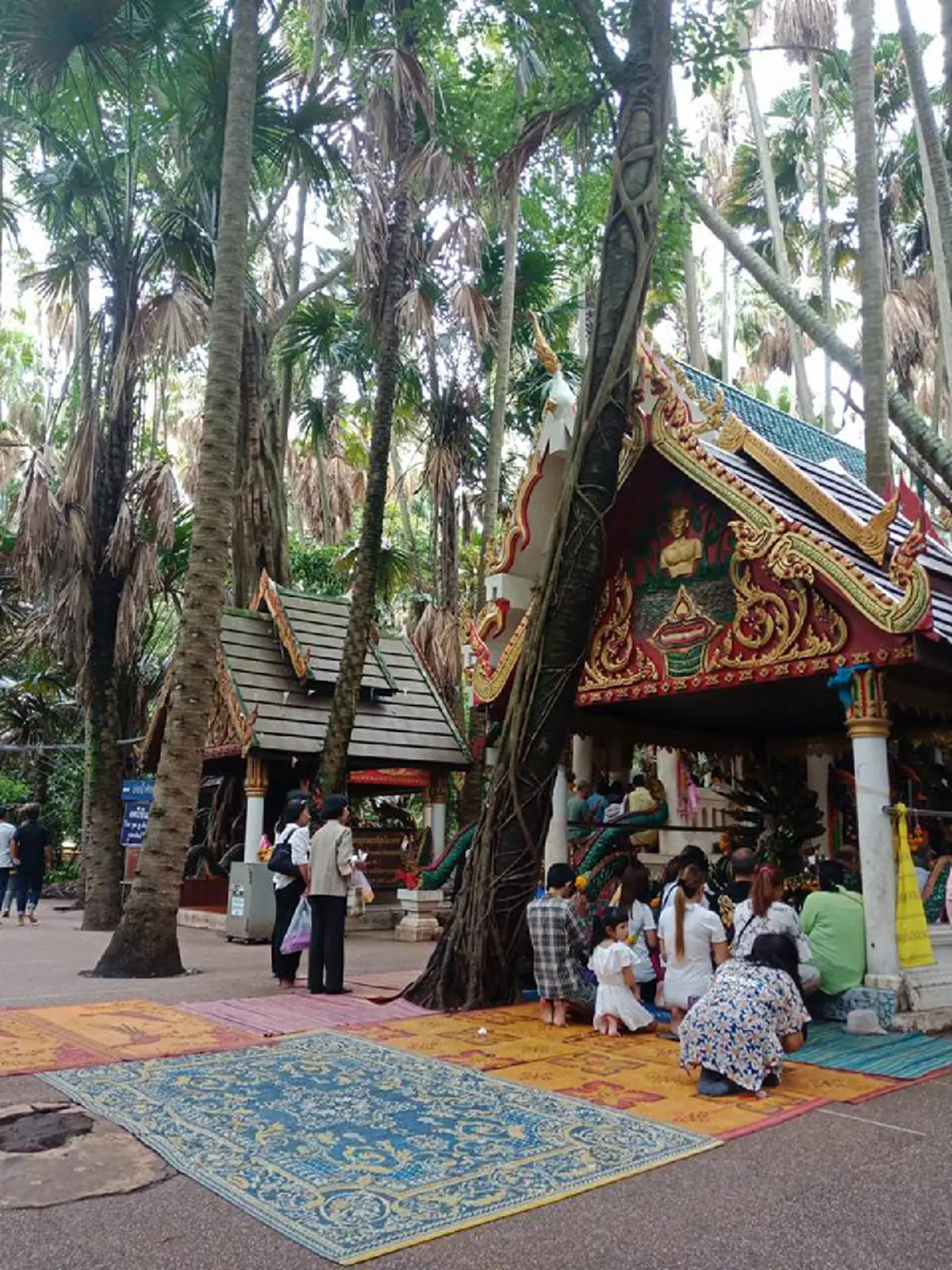 ปู่ศรีสุทโธ-แม่ย่าศรีปทุมมา ให้โชค !! "ต้นมะเดื่อยักษ์" กลางป่าคำชะโนด โผล่เลขเด็ด 2 ตัว คอหวยแห่ส่อง เตรียมรับทรัพย์ใหญ่ !!