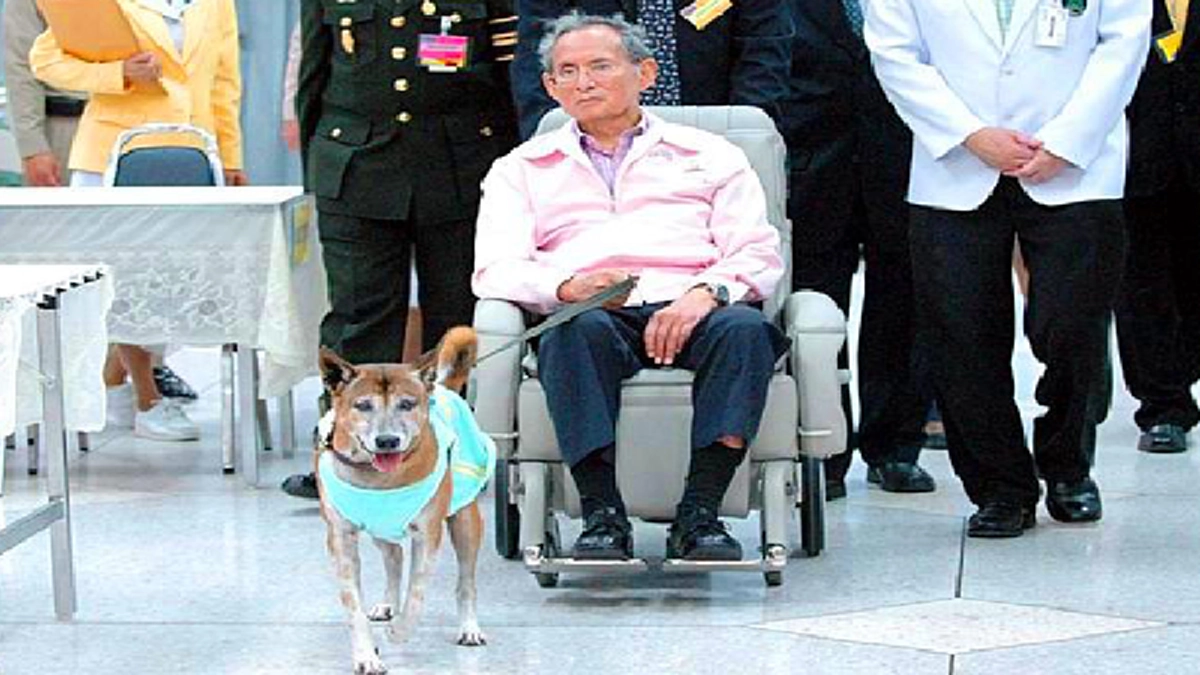 ราชองรักษ์ในพระราชหฤทัย!! ยามประชวรก็ทรงวางพระองค์ดั่งคนไข้ทั่วไปเสมอ แม้ทรงคิดถึงคุณทองแดงมากก็ยังรอตรัสถามทาง รพ.ก่อน #น้ำตาไม่เคยหยุดไหล