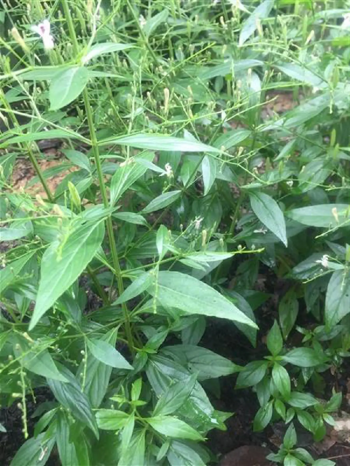 รอลุ้นผลวิจัย ฟ้าทะลายโจร ยั้บยั้ง COVID-19