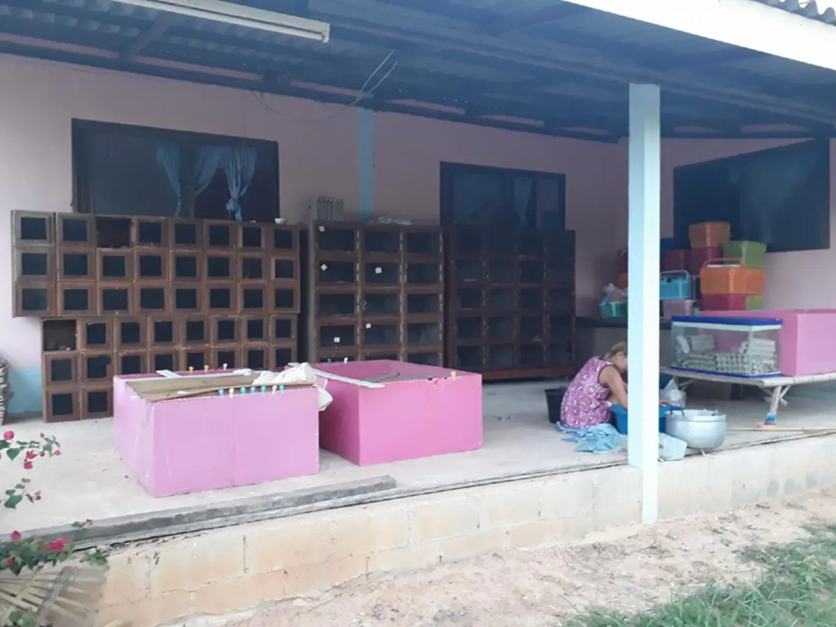 สาวโพสต์ รับซื้อ"ตุ๊กเเก" ซื้อจริงไม่ได้โม้ 