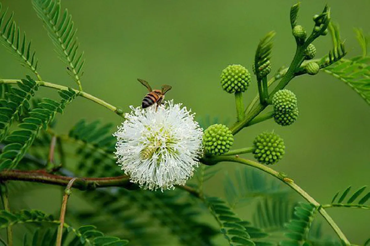แชร์เก็บไว้เลย !! รู้กันหรือยัง "กระถิน" ผักพื้นบ้านเป็นยาอายุวัฒนะ รู้เเล้วรีบหามาทานด่วน!!??