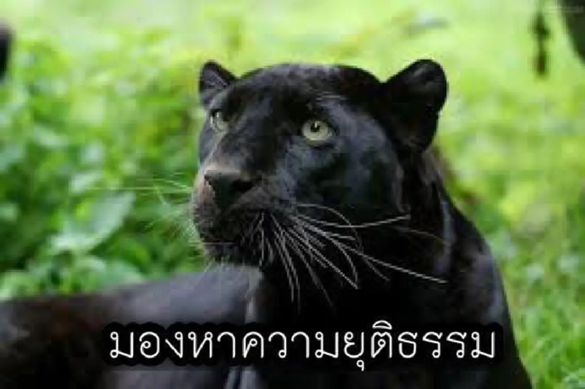 อัดอั้นตันใจจริงวุ้ยงานนี้ !!! "อดีตอัยการสูงสุด" แฉ เบื้องลึกเบื้องหลังคดีเสือดำ บอกเลยมีอีกเยอะ!