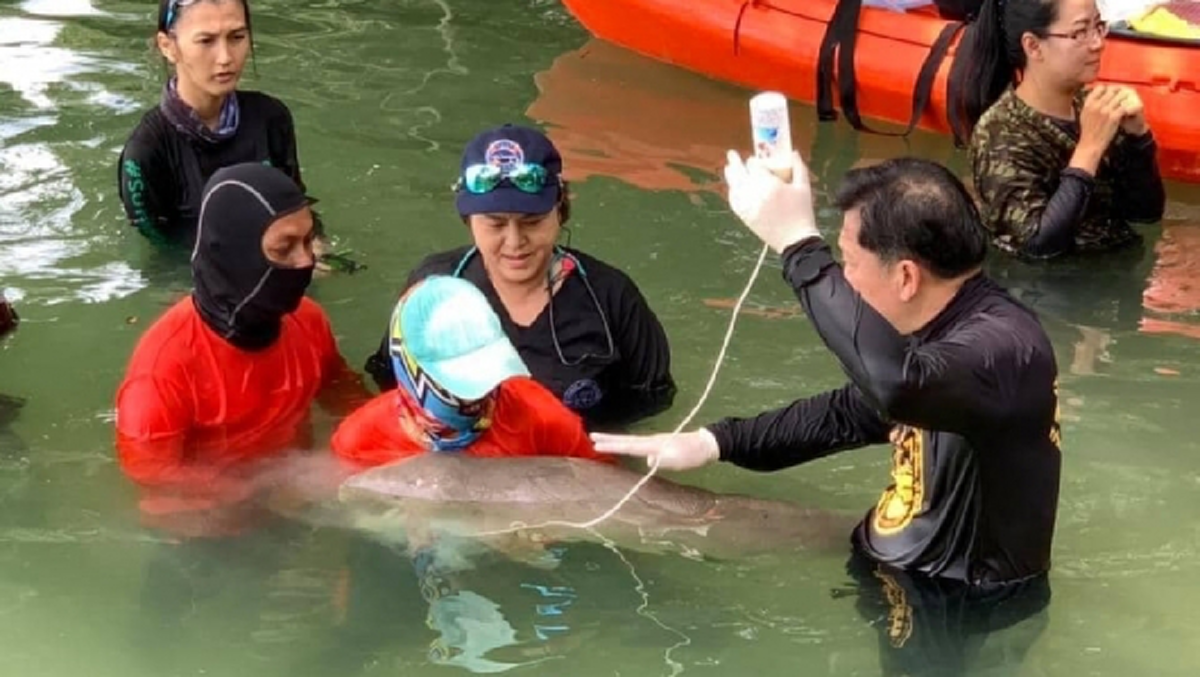 เจ้าหน้าที่เฝ้าดูแลอย่างใกล้ชิด หลังปล่อยพะยูนน้อยมาเรียม ในน้ำลึก