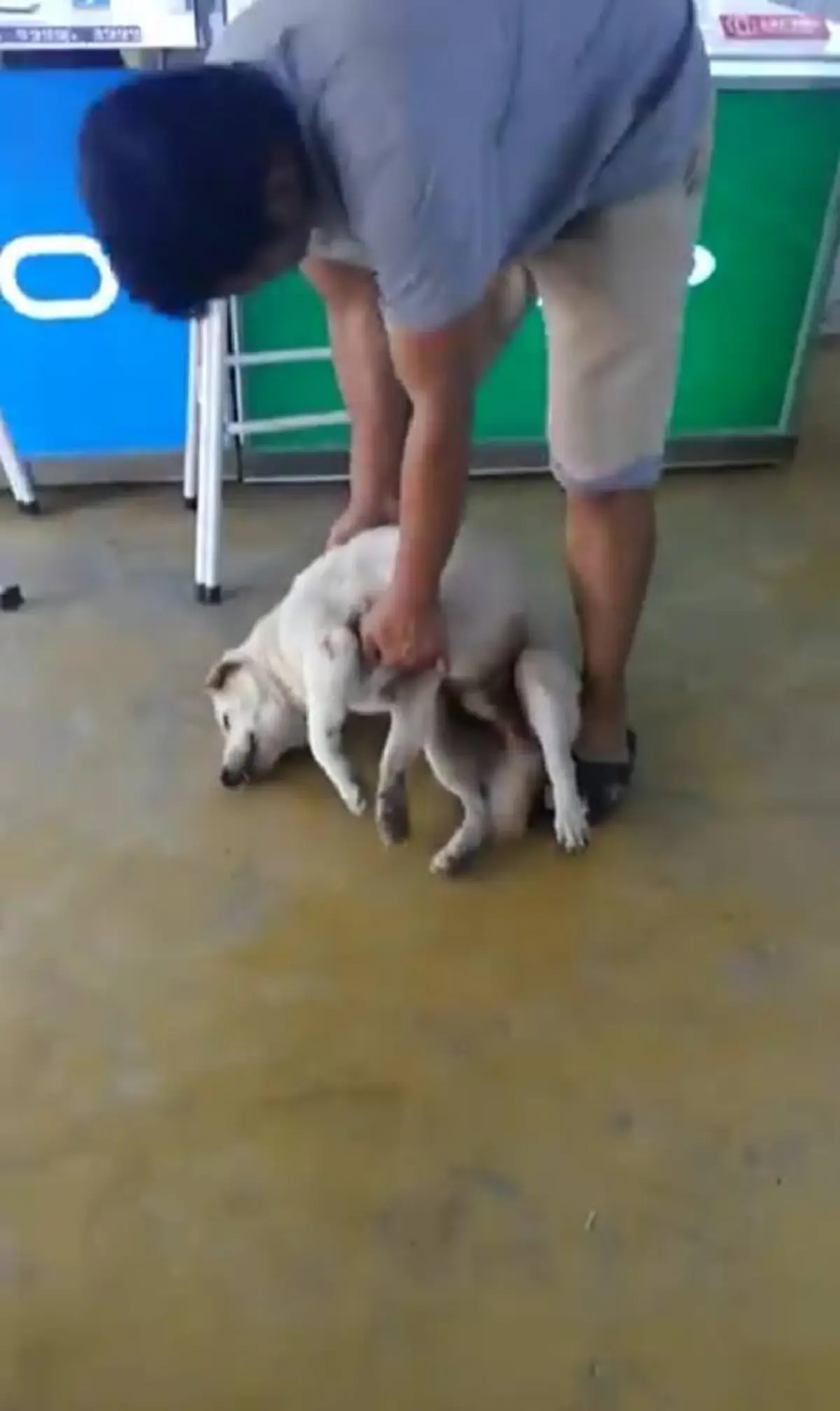 ชาวเน็ตเอ็นดู!! เจ้าของดึงรั้งสุนัขไปอาบน้ำ ทำตัวอ่อนหมดเรี่ยวแรง ถ่ายคลิปไปฮาไป (คลิป)