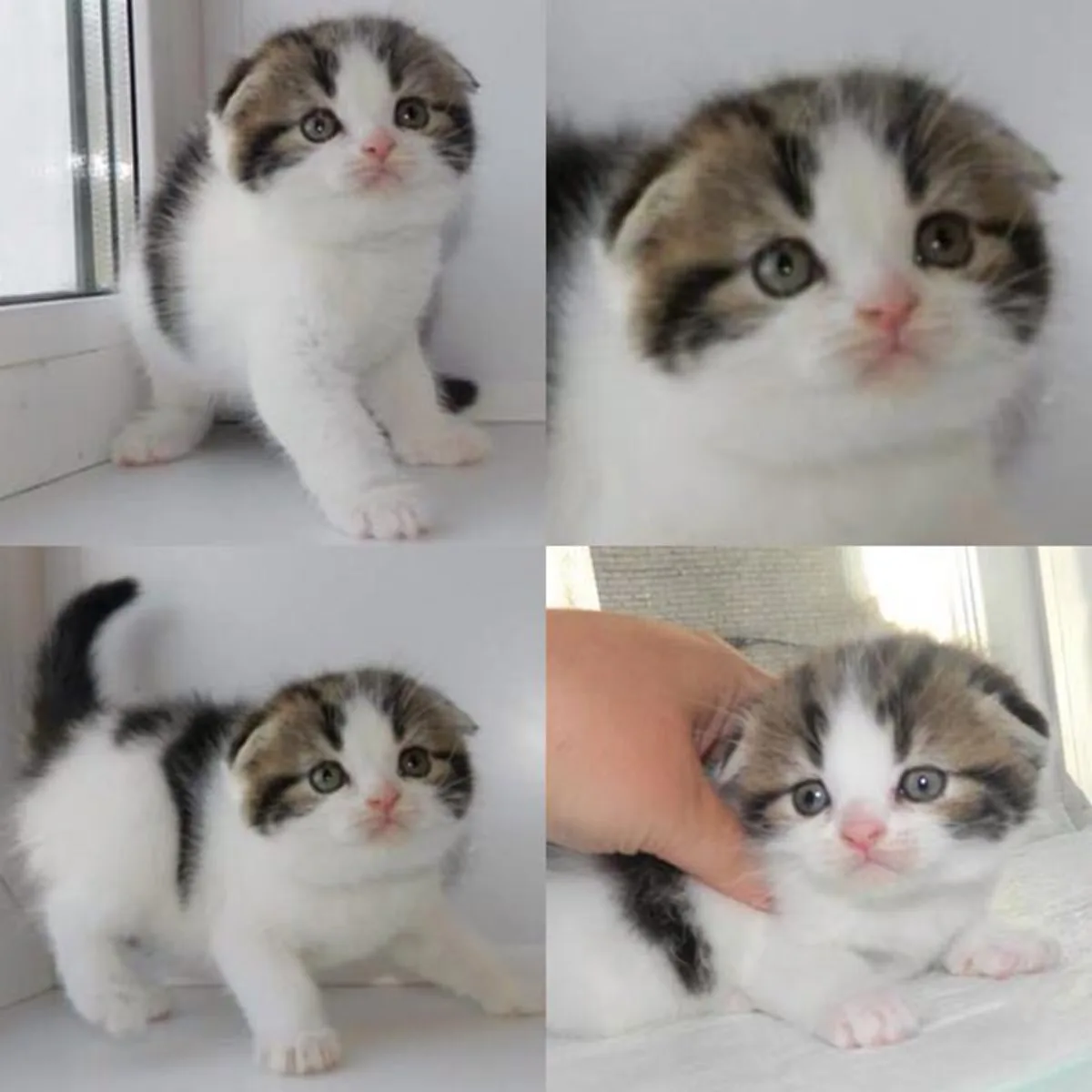 เช็คด่วน..ก่อนหามาเลี้ยง!! เปิดสัตว์เลี้ยง เสริมมงคล ของคน 12 ราศี ราศีคุณควรเลี้ยงสัตว์ชนิดไหนเช็คเลย?!?