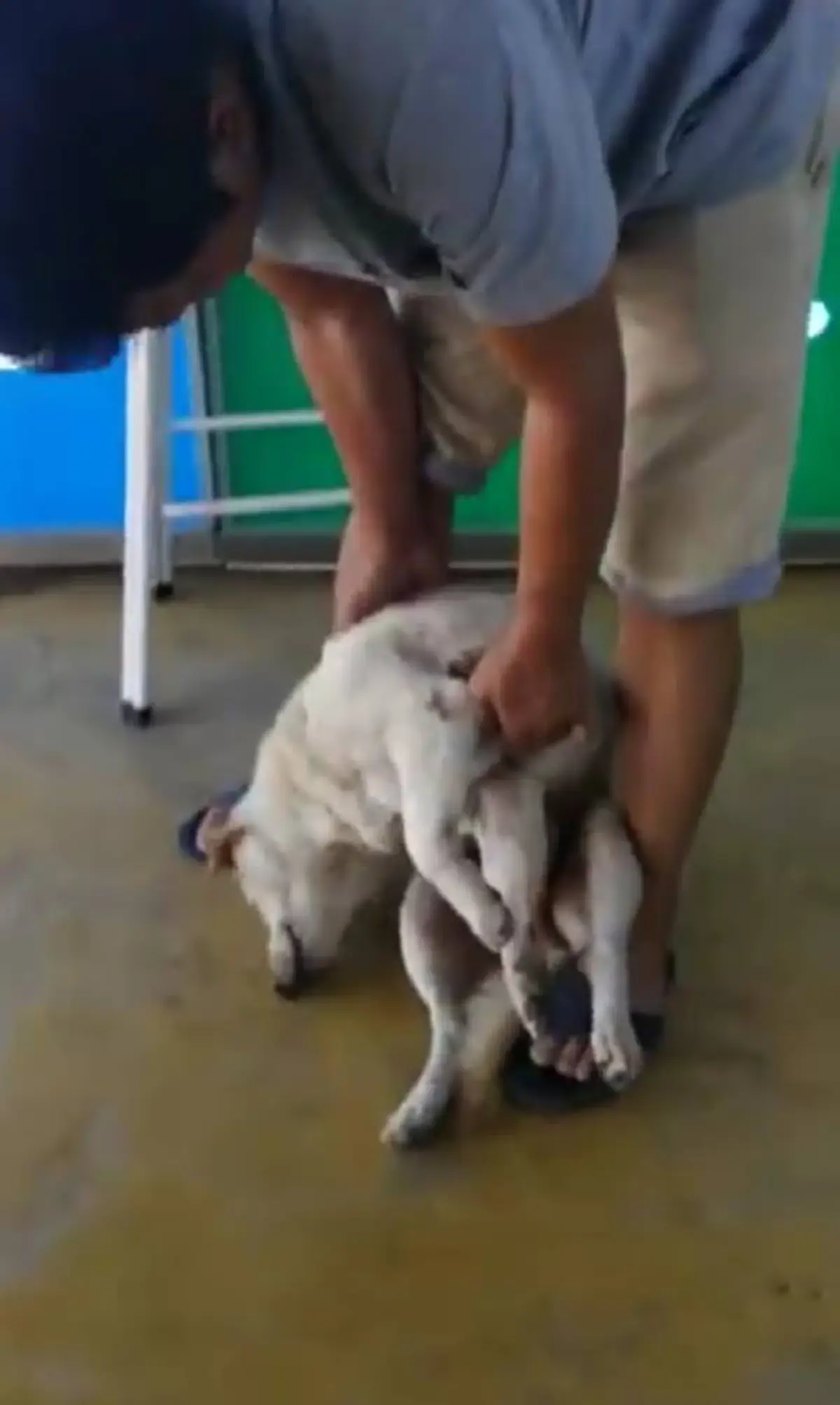 ชาวเน็ตเอ็นดู!! เจ้าของดึงรั้งสุนัขไปอาบน้ำ ทำตัวอ่อนหมดเรี่ยวแรง ถ่ายคลิปไปฮาไป (คลิป)