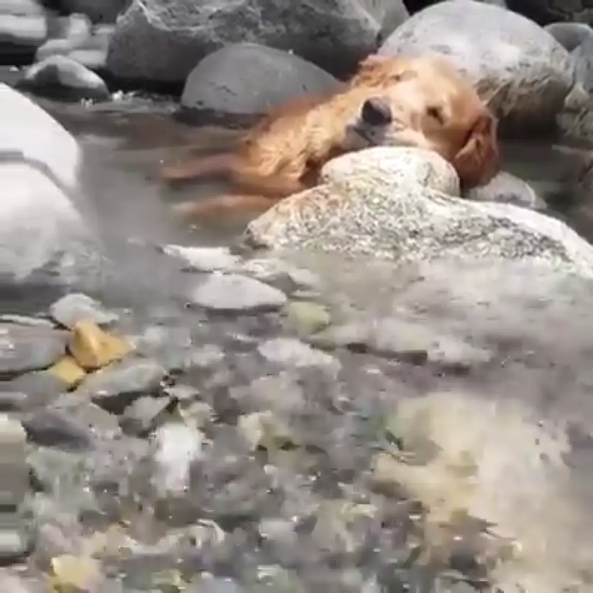 คนดูกว่า 10 ล้าน "เจ้าตูบ" นอนแช่น้ำสุดสบายใจ ขนาดเจ้าของเห็นยังต้องแอบอมยิ้มไม่กล้าปลุก