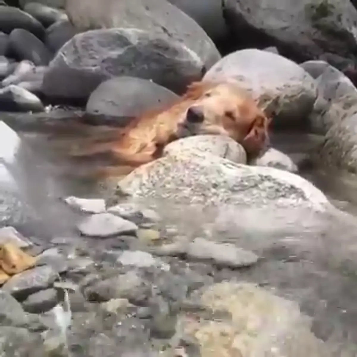 คนดูกว่า 10 ล้าน "เจ้าตูบ" นอนแช่น้ำสุดสบายใจ ขนาดเจ้าของเห็นยังต้องแอบอมยิ้มไม่กล้าปลุก