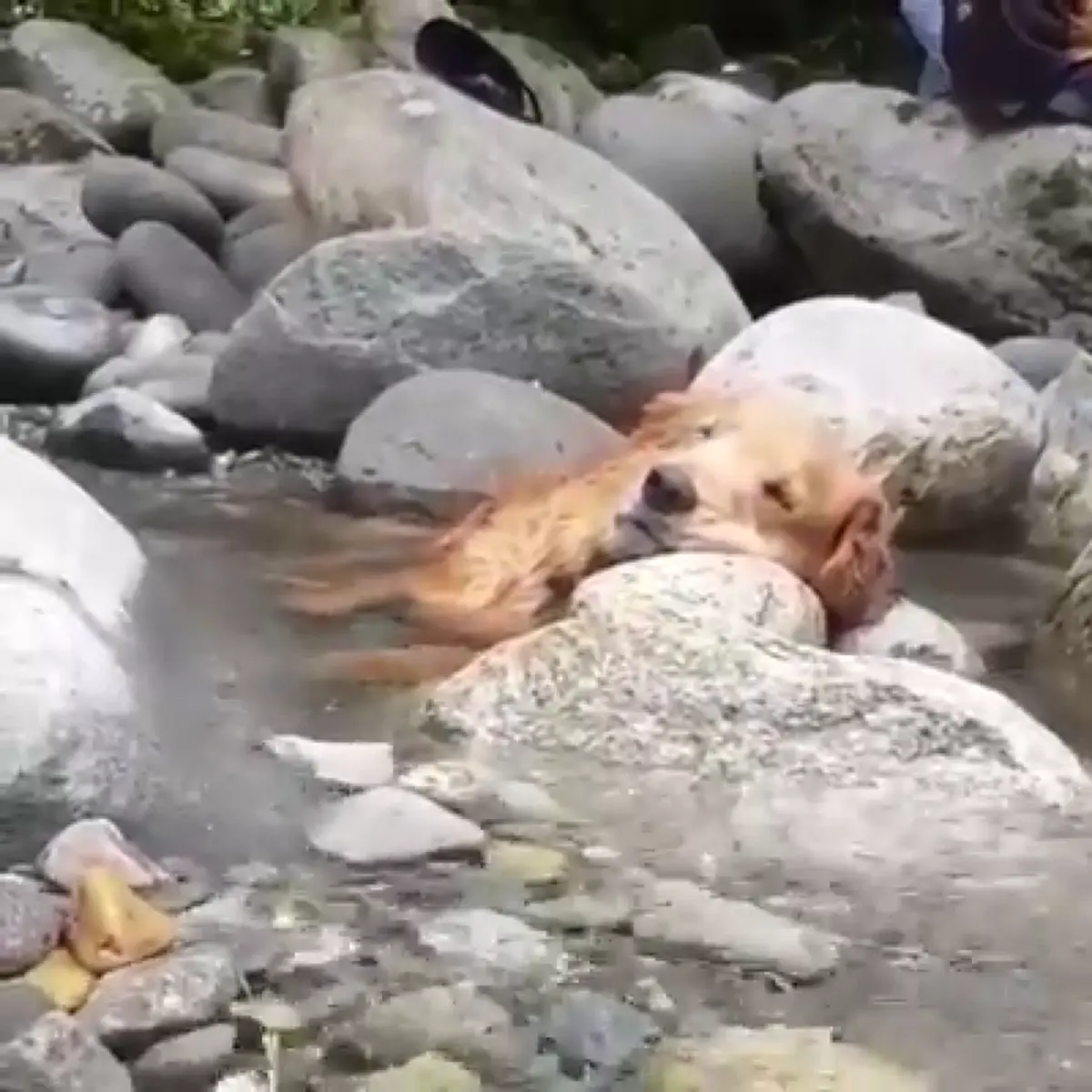 คนดูกว่า 10 ล้าน "เจ้าตูบ" นอนแช่น้ำสุดสบายใจ ขนาดเจ้าของเห็นยังต้องแอบอมยิ้มไม่กล้าปลุก