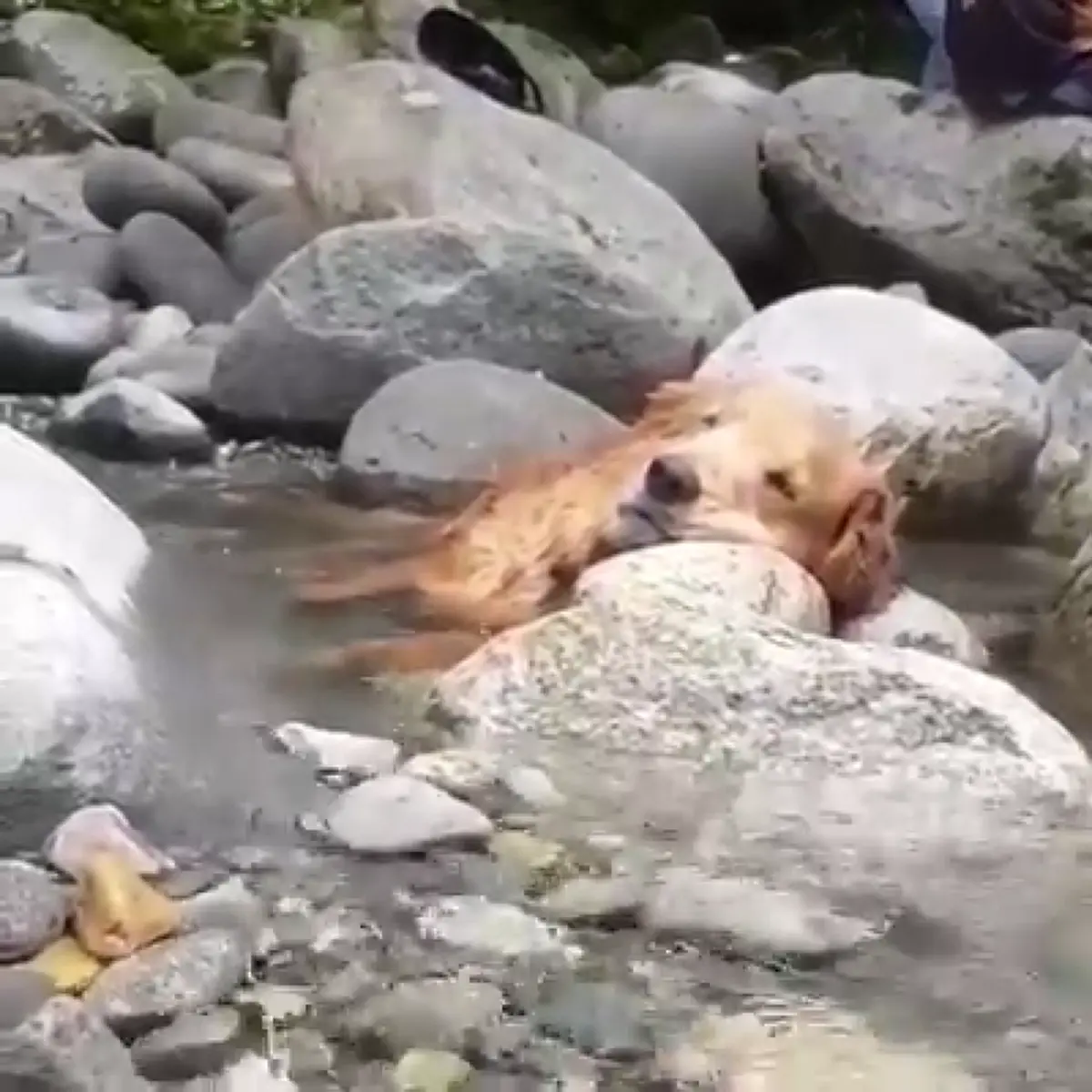 คนดูกว่า 10 ล้าน "เจ้าตูบ" นอนแช่น้ำสุดสบายใจ ขนาดเจ้าของเห็นยังต้องแอบอมยิ้มไม่กล้าปลุก