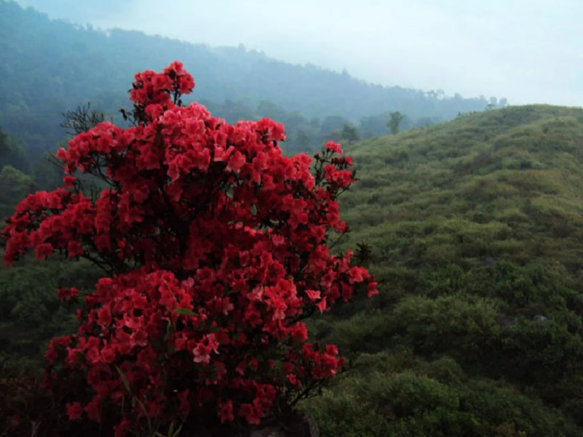 รู้หรือยัง?! “ดอกกุหลาบพันปี” ที่ได้ชื่อว่าสวยที่สุดในโลกอยู่ที่ไหน ..พร้อมชมภาพต้นกุหลาบที่สวยที่สุดอายุร้อยกว่าปีที่แคนนาดา