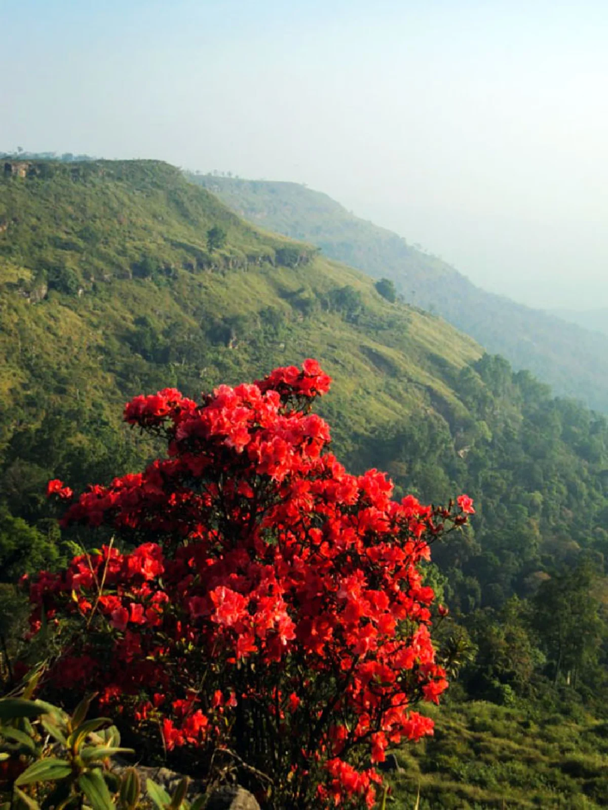 รู้หรือยัง?! “ดอกกุหลาบพันปี” ที่ได้ชื่อว่าสวยที่สุดในโลกอยู่ที่ไหน ..พร้อมชมภาพต้นกุหลาบที่สวยที่สุดอายุร้อยกว่าปีที่แคนนาดา