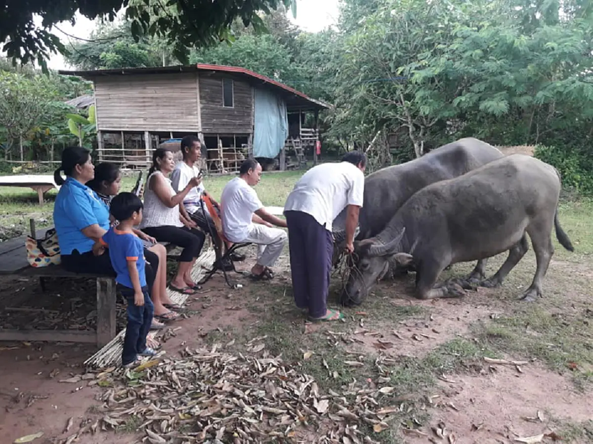 ไผว่าควายโง่ ! ฉีกทุกความเชื่อ "ควายไทย" ฉลาดล้ำ ฝึกได้ แสนรู้ไม่ต่างจากสุนัข (คลิป)