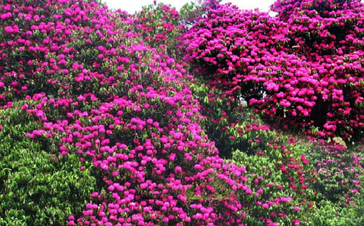 รู้หรือยัง?! “ดอกกุหลาบพันปี” ที่ได้ชื่อว่าสวยที่สุดในโลกอยู่ที่ไหน ..พร้อมชมภาพต้นกุหลาบที่สวยที่สุดอายุร้อยกว่าปีที่แคนนาดา