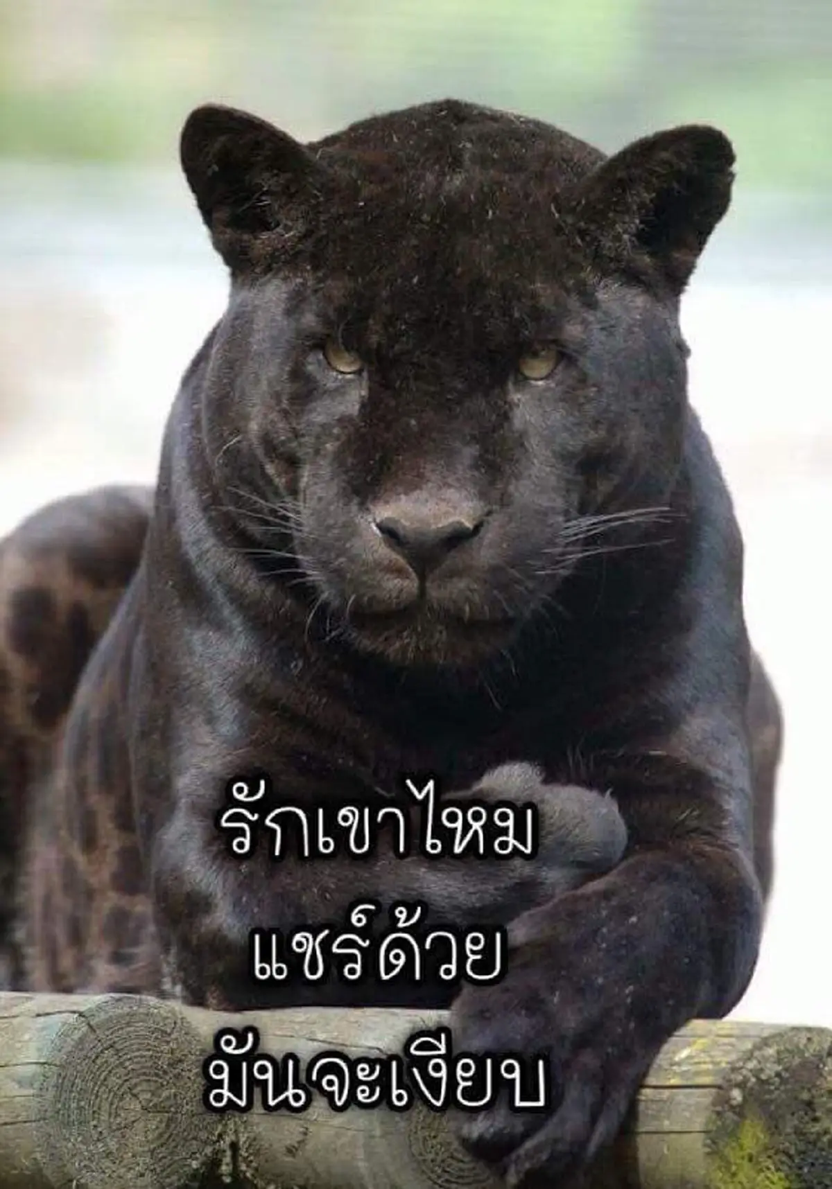 มันซับซ้อนอะไรนักหนาวะ!! หนุ่มถามแรง คดี "ฆ่าเสือดำ"  ถึงไหนแล้ว? เมื่อไหร่จบ พักหลังเริ่มเงียบ หรือโดนอำนาจเงินเล่นงาน คนผิดควรนอนคุก(คลิป)