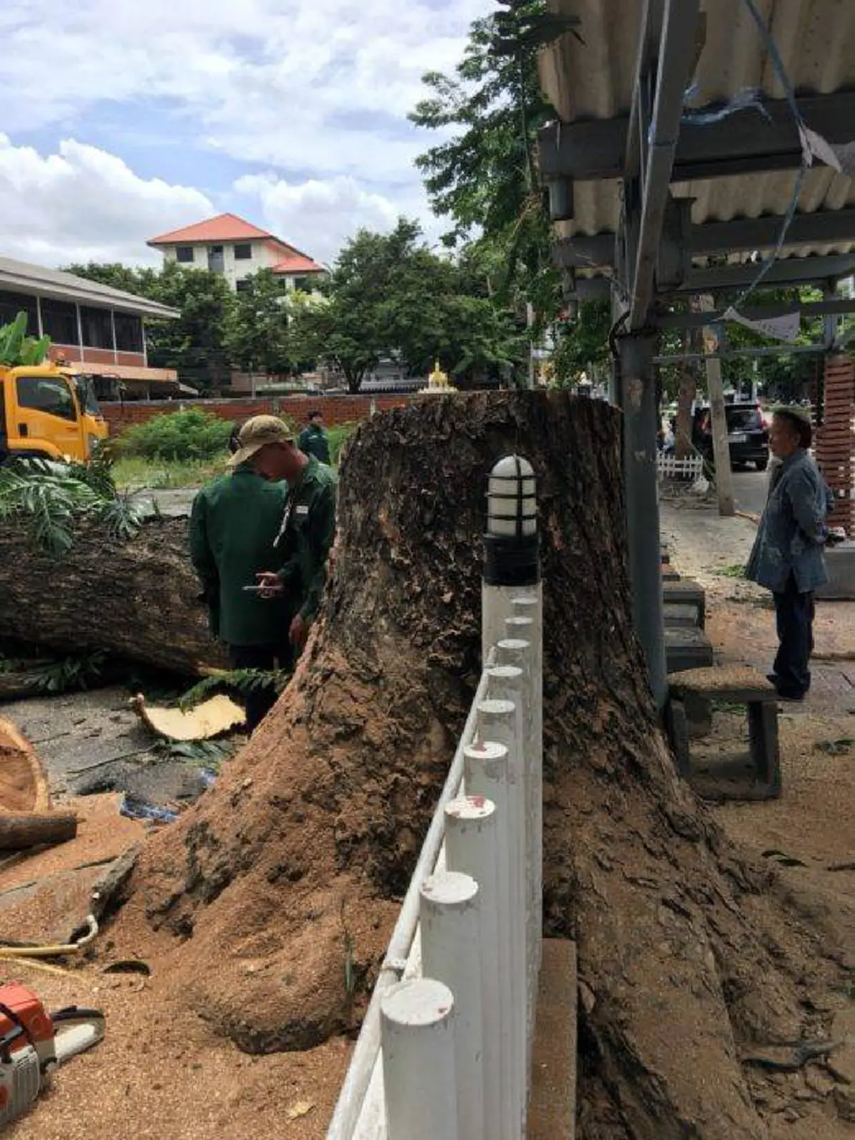 กระแทกใจ ศิลปินกราฟฟิกตี้ แต่งกลอนพ่นภาพศิลป์อาลัย"ต้นจามจุรี" อายุกว่า 50 ปี ถูกโค่นทิ้ง แก้ปัญหารากกระทบตึกอาคาร