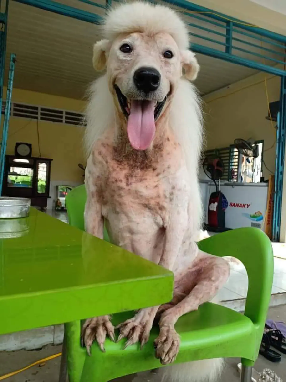 ตัดผิดชีวิตเปลี่ยน...แปลงโฉมหมาหล่อ จากยูนิคอร์นกลายเป็นไฮยีน่า ขอโทษนะลูก!