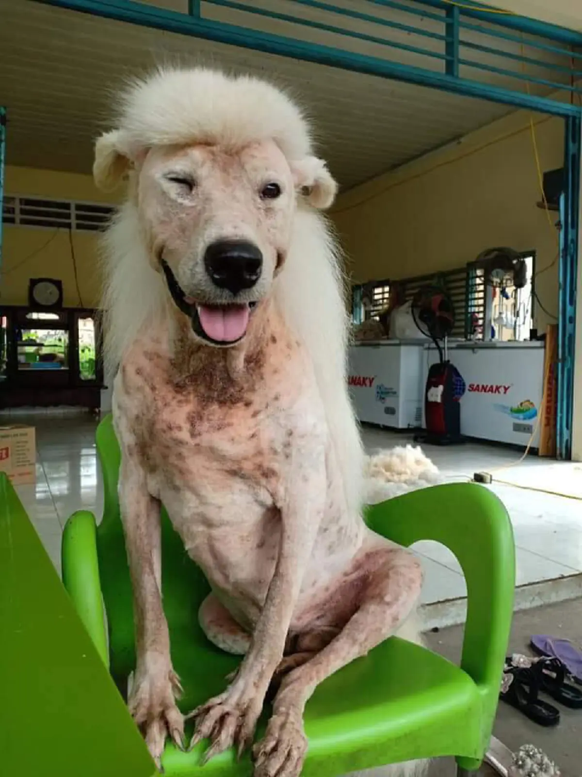 ตัดผิดชีวิตเปลี่ยน...แปลงโฉมหมาหล่อ จากยูนิคอร์นกลายเป็นไฮยีน่า ขอโทษนะลูก!