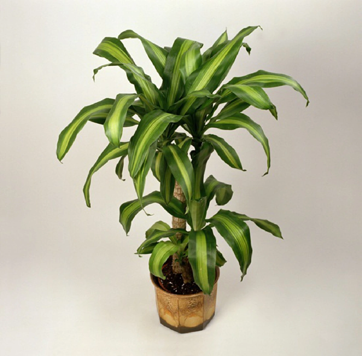 ไม้มงคลปลูกนิยมไว้ในบ้าน เพื่อเสริมโชคลาภ