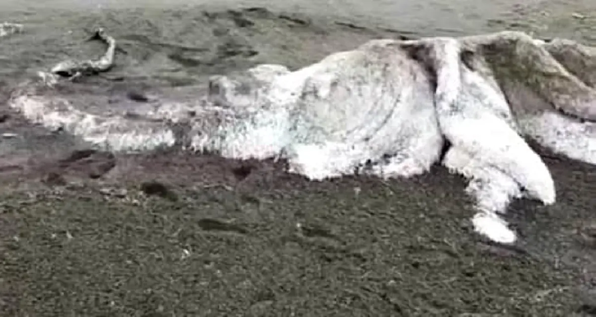พบสัตว์ประหลาดใต้ทะเลขึ้นมาเกยหาดในรัสเซีย อาจเป็น "globster" (คลิป)