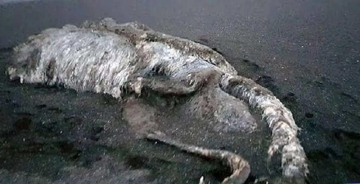 พบสัตว์ประหลาดใต้ทะเลขึ้นมาเกยหาดในรัสเซีย อาจเป็น "globster" (คลิป)
