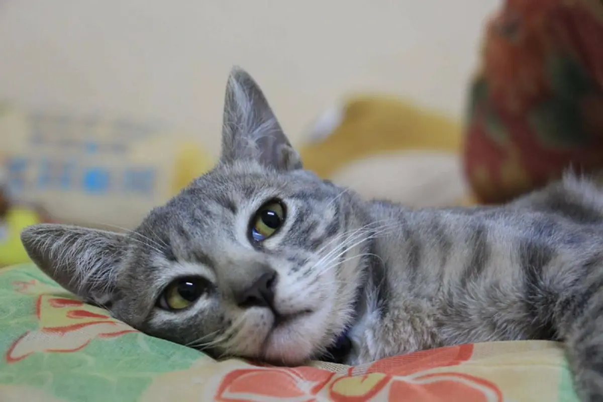 หนุ่มทาสแมวตั้งใจทำโอ่งนอนให้น้องเหมียวได้อยู่อย่างเย็นสบาย