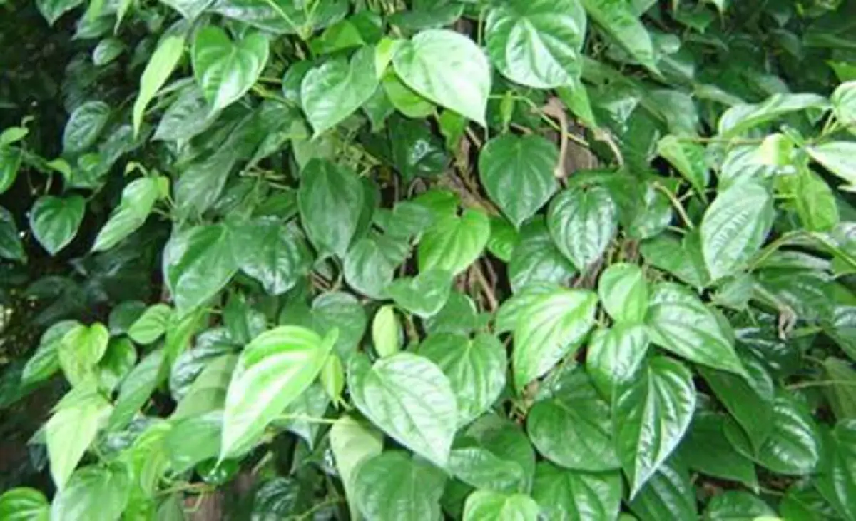 อังกาบหนู กินเพื่อกันมะเร็งได้ แต่ต้องนำไปสกัด ไม่กินสดๆ เพราะเสี่ยงไตพัง-เกล็ดเลือดต่ำ (คลิป)