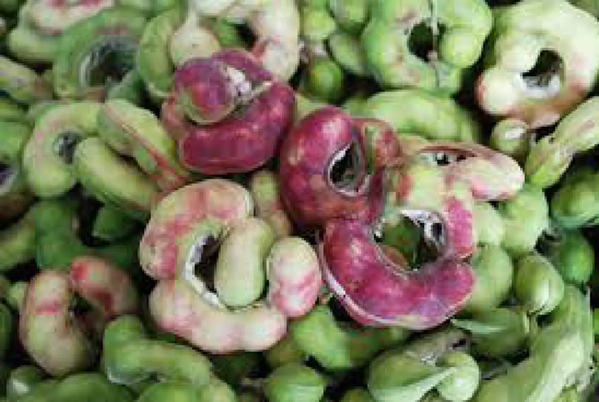 มะขามเทศแท้จริงแล้วไม่ใช่มะขาม ประโยชน์และสรรพคุณทางยา มากมายขนาดนี้เลย