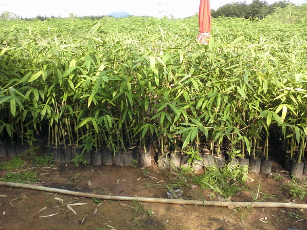 เลิกจน! ปลูกไผ่กิมซุง เพียงแค่ 1 ไร่ รายได้ตก 1,000,000 บ. ต่อปี ปลูกง่ายขายคล่อง ชี้ช่องรวย!!