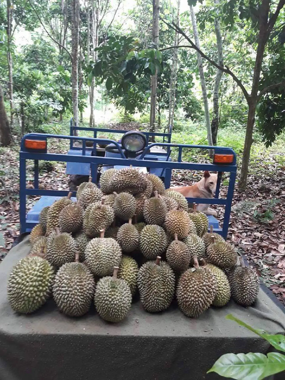 สาวกทุเรียนห้ามพลาด ถูกและดีมีอยู่จริง!! เอาเรือไปขนได้เลยทุเรียนพื้นเมือง 4 โล 100 สดๆจากสวน ไม่เชื่อต้องไปลองให้เห็นกับตา!!