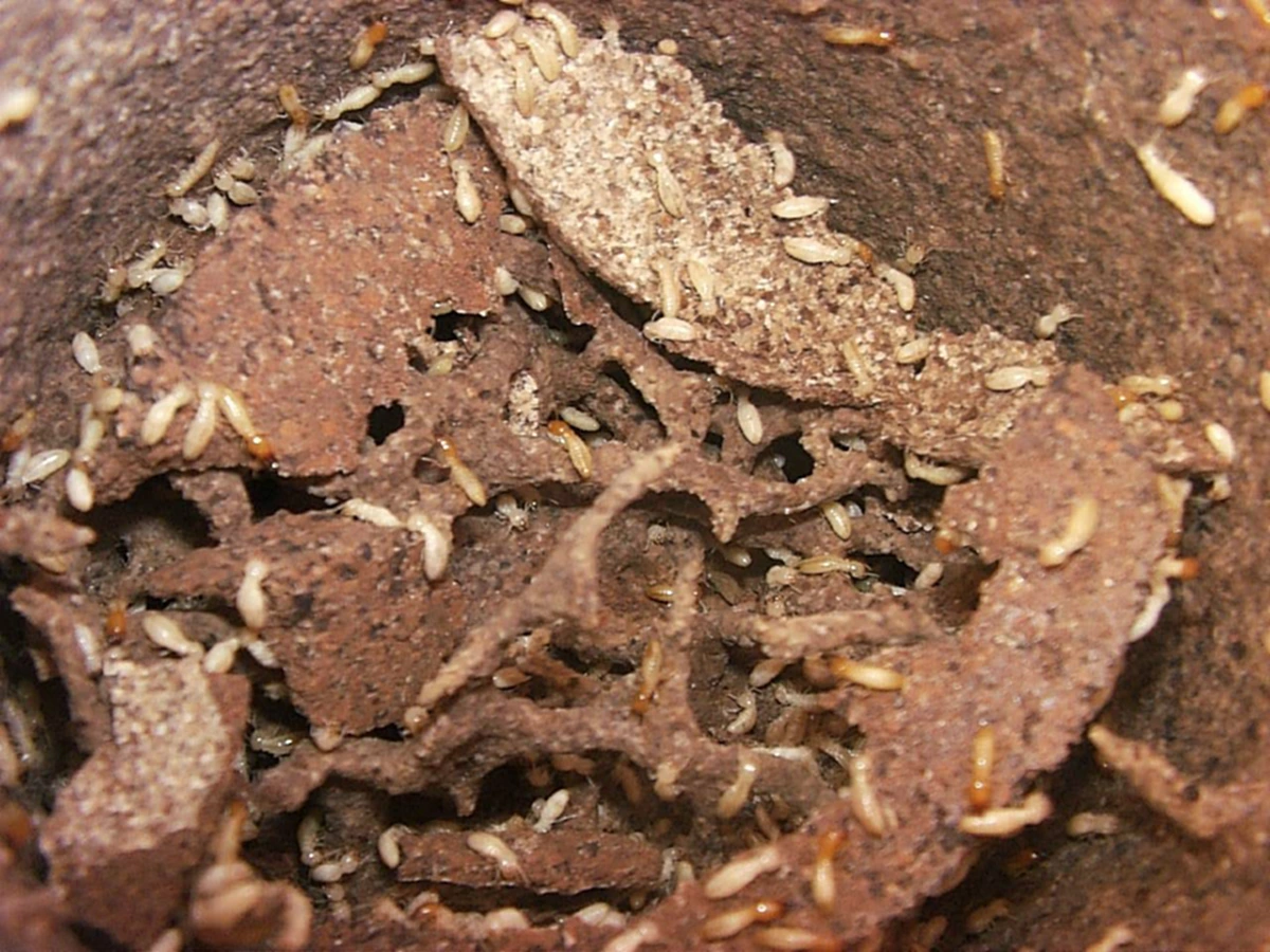 อ้วกแทบพุ่ง!! เอาจริงดิ?? 10 อันดับ แมลงประหลาดที่กินได้เพื่อความอยู่รอด!! ใครเคยกินตัวไหนบ้าง?? (รายละเอียด)