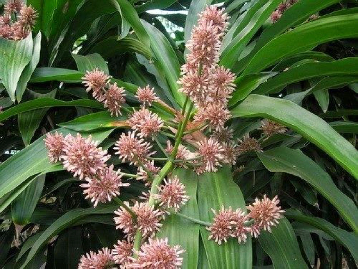 ต้นวาสนา