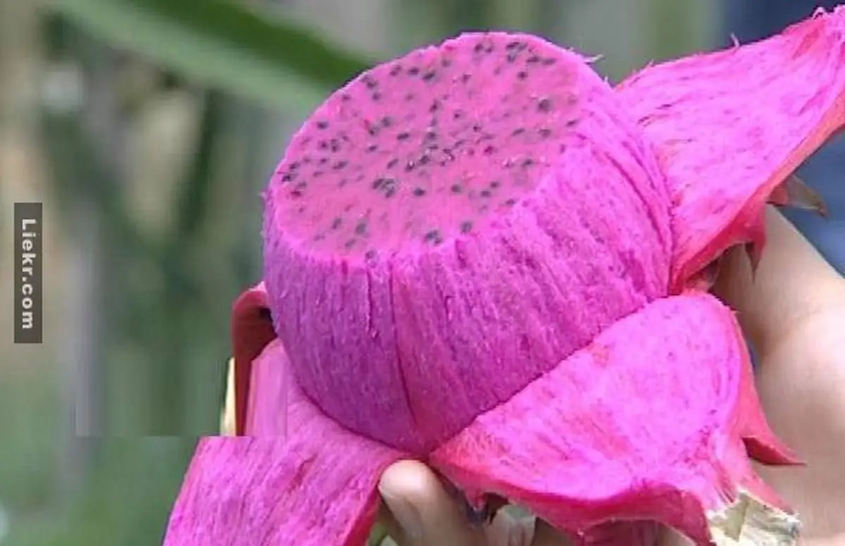 ไม่เชื่อก็ต้องเชื่อ! "เปลือก" แก้วมังกร กินได้ ประโยชน์เพียบ ต่อไปห้ามทิ้งเด็ดขาด!