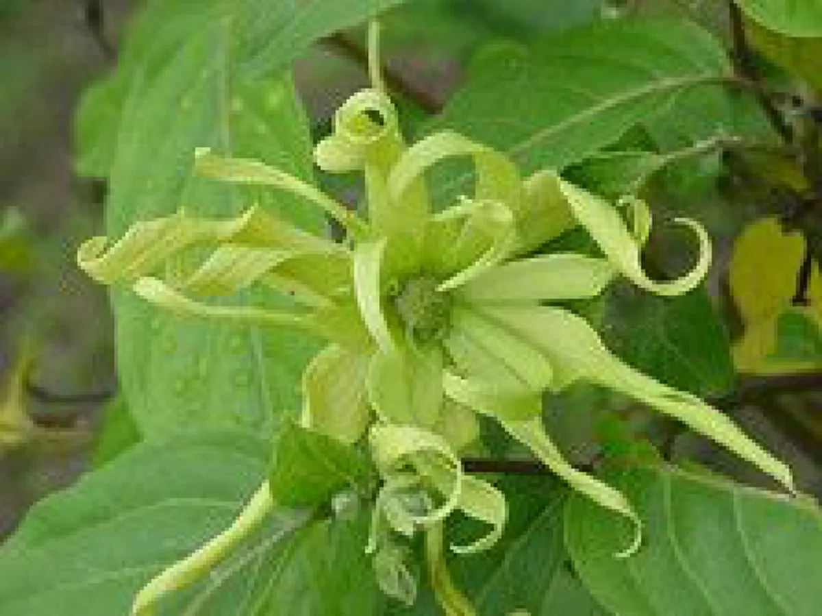 รีบปลูกไว้..ดีทั้งครอบครัว "๒๐ ต้นไม้มงคล"เชื่อว่าหากบ้านใดปลูกต้นไม้มงคลในบ้าน จะส่งผลให้ผู้ที่อยู่อาศัยในบ้านได้รับมงคลตามไปด้วย..