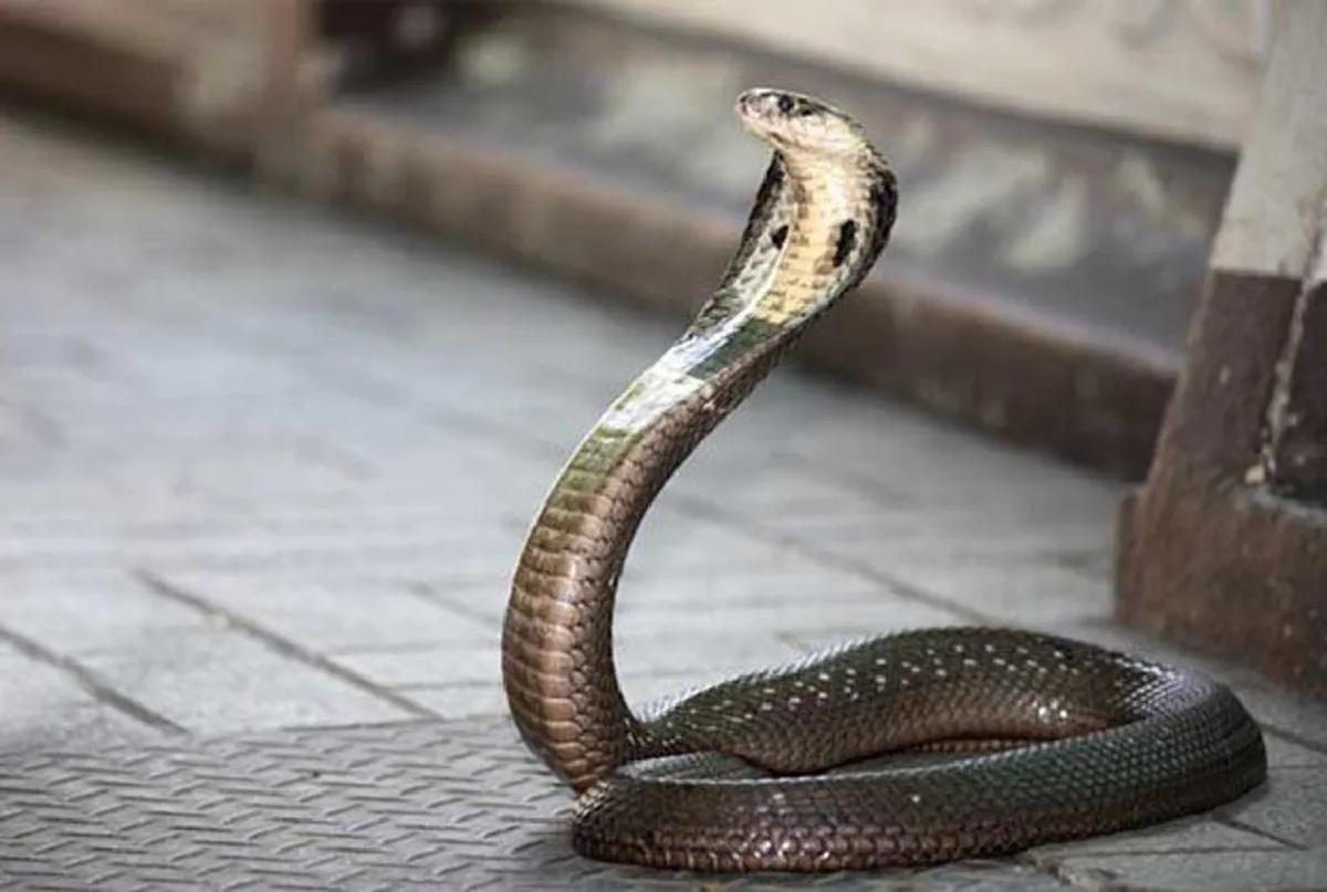 #แชร์เก็บไว้ มีประโยชน์!! 4 วิธีป้องกัน "งูเข้าบ้าน" ที่หลายคนอาจไม่เคยรู้มาก่อน รู้ไว้แล้วชีวิตจะปลอดภัย ไกลความเสี่ยง!!