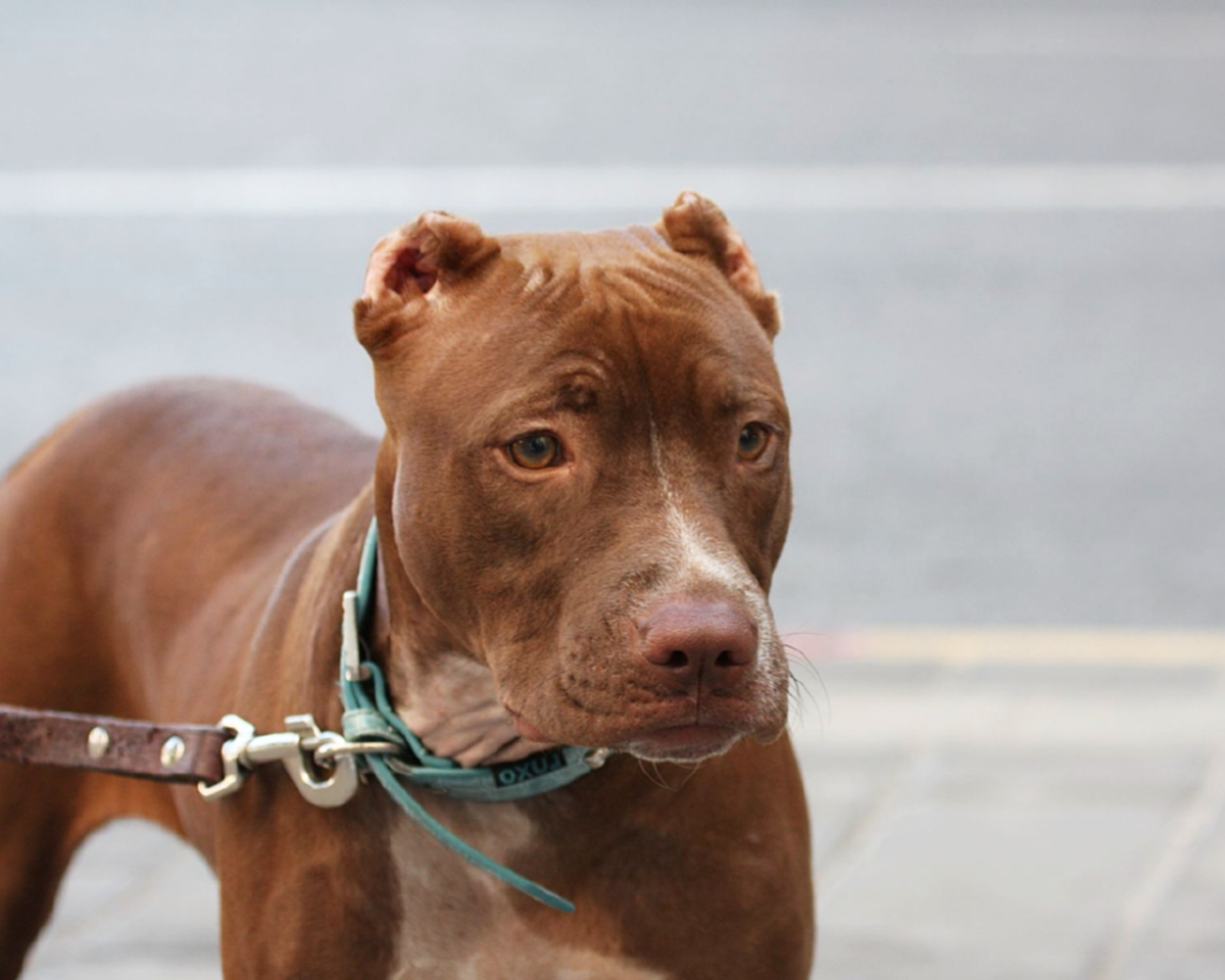 เอาตัวรอดด้วยวิธีที่ง่าย ๆ เมื่อต้องเจอกับเจ้าพิทบูลสุนัขสายพันธุ์โหด !!