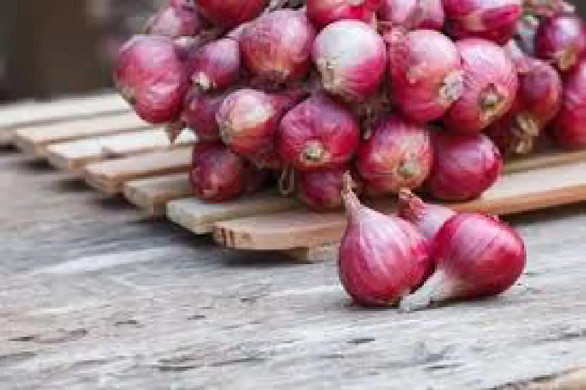 เผยเคล็ดลับ!! แก้พิษผึ้งต่อยด้วยวิธีง่ายๆ แค่ใช้ของที่มีอยู่ในบ้าน ไม่นานก็หายปวดแสบปวดร้อน