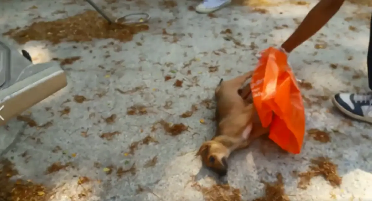 คนรักสัตว์ว่าไง?! "Set Zero" เริ่มแล้วปศุสัตว์วางยาเบื่อ "ฆ่าล้างบาง" กระทำต่อหน้าเยาวชนที่เมตตาช่วยกันเลี้ยงดูสุนัข นครศรีธรรมราชที่แรก!!