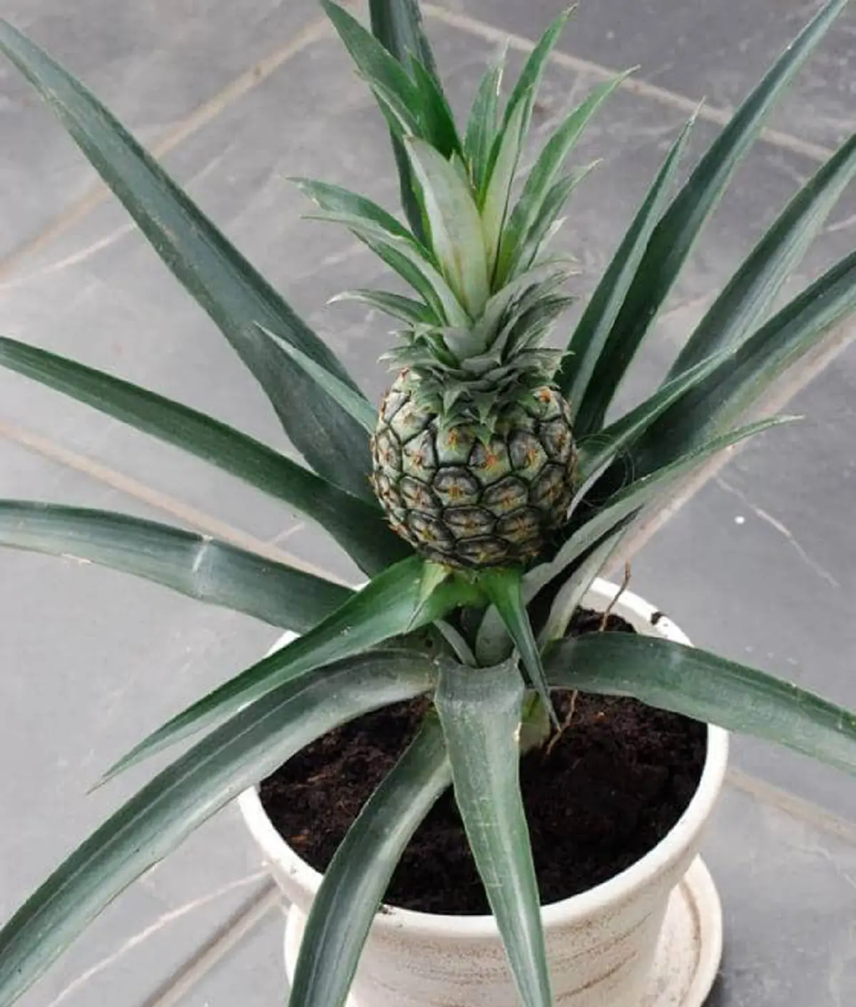 #รู้หรือไม่!! “พืชผักผลไม้” 20 ชนิด ก่อนจะมาเป็นอาหาร มันเคยมีหน้าตา แบบนี้มาก่อน เห็นแล้วถึงกับขยี้ตารัวๆ !! (ชมภาพ)