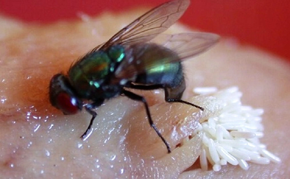 รู้แล้วแทบอ้วก! &quot;แมลงวัน&quot; ตอมอาหาร แล้วทำท่าเหมือน &quot;เช็ดมือ&quot; นี่แหละคือจุดเริ่มต้นของโรคร้าย อันตรายใกล้ตัวที่ไม่ควรมองข้าม!!