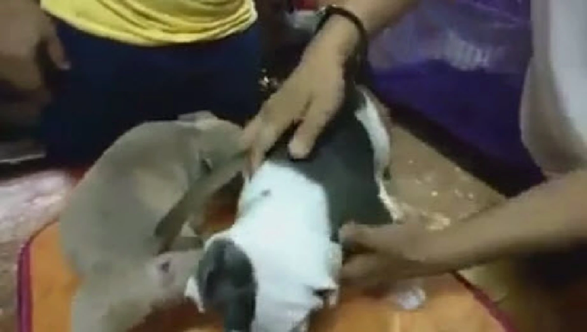 ตรวจสอบด่วนหนุ่มใช้ยาวัวฉีดให้ลูกสุนัข อ้างผลลัพธ์เพื่อให้คนอยากเลี้ยง ถ้าจริงถือเป็นการทรมานสัตว์ วอนผู้รู้แนะนำ!! (ชมคลิป)