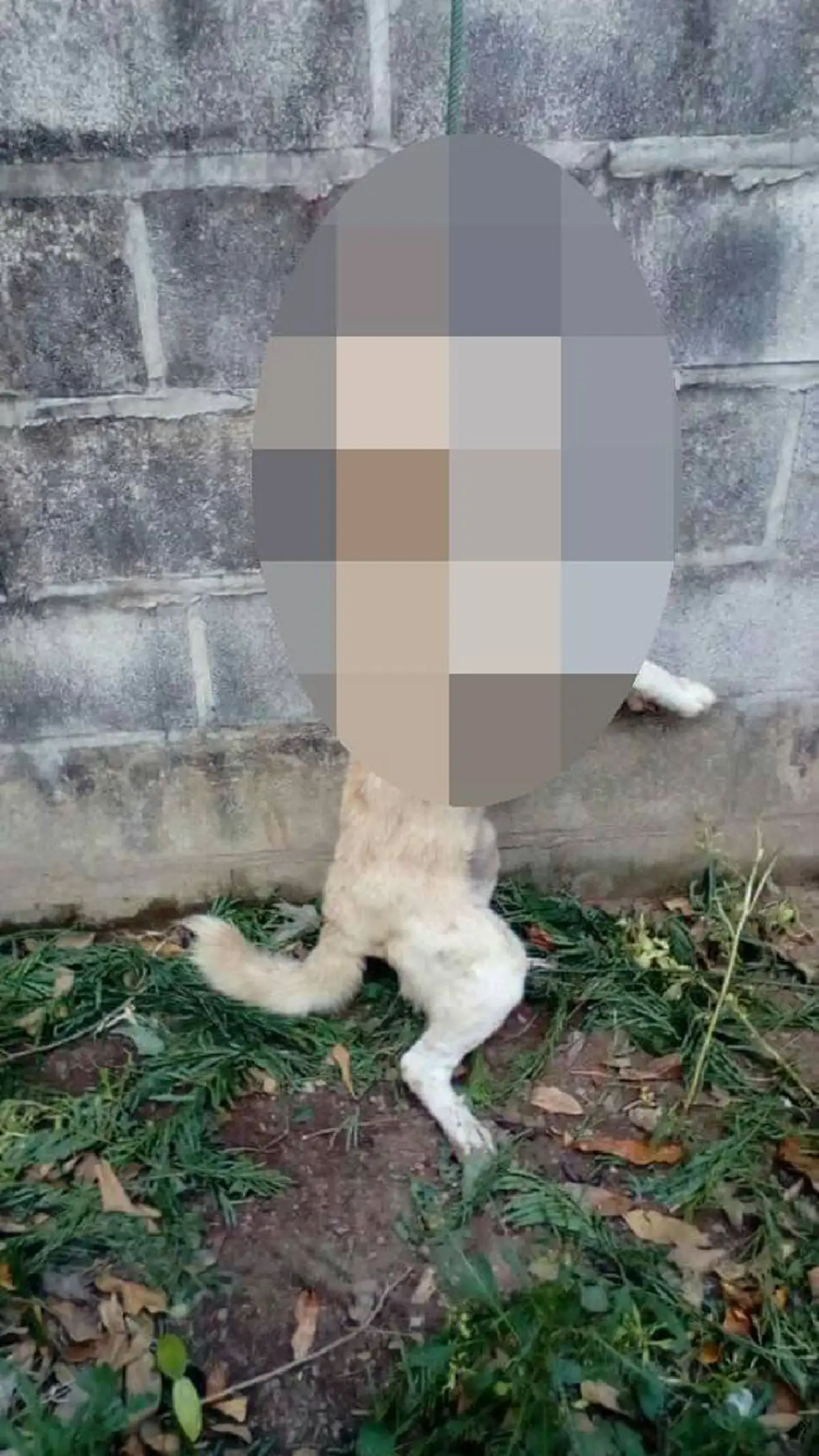 สุนัขโดนกับดัก รีบวิ่งไปหาเจ้าของ หวังให้ช่วย สุดท้ายเชือกรัดคอ จนไร้ลมหายใจ คนทำอ้าง "มันไปกินไก่"