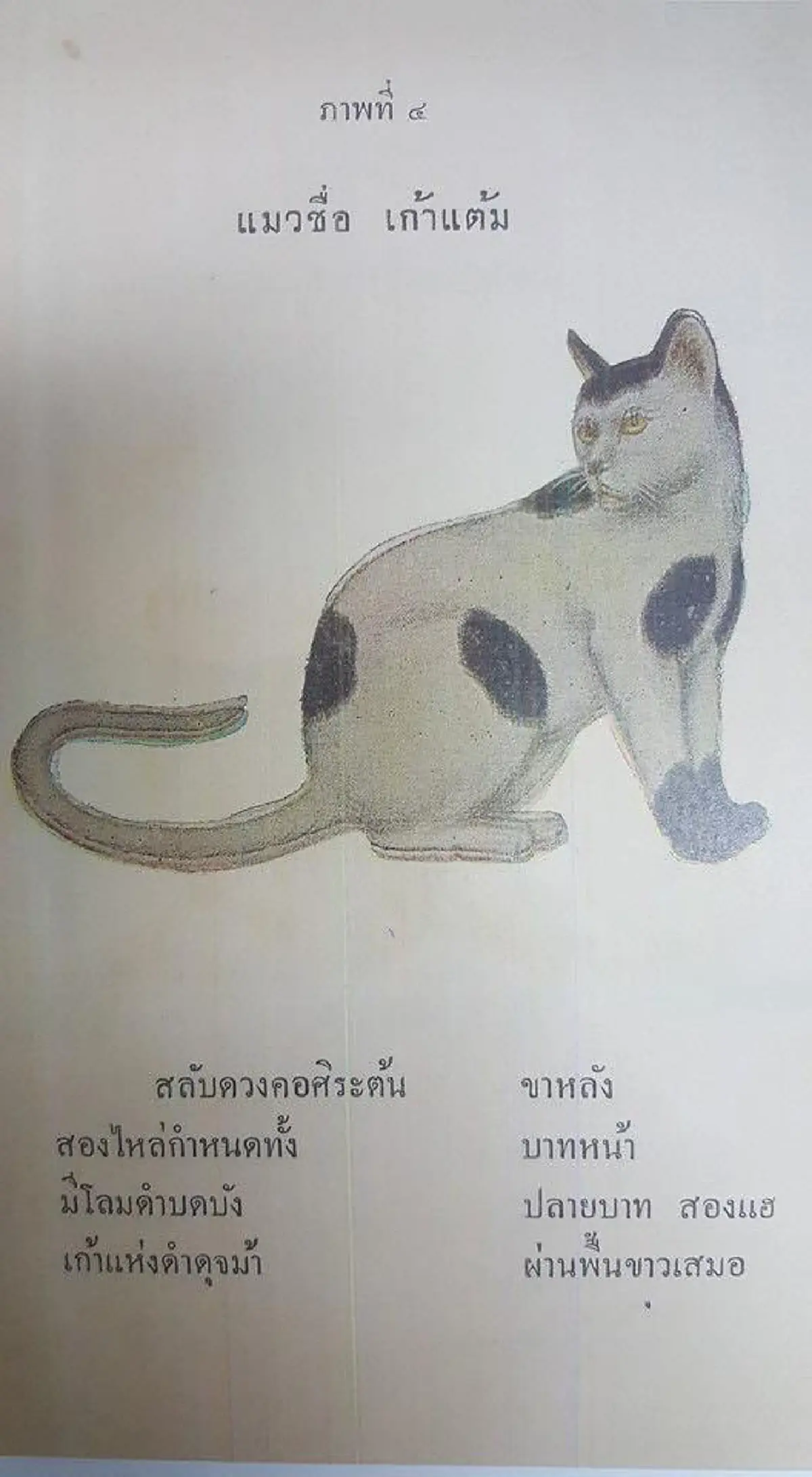 17 ลักษณะ แมวไทยมงคล จาก ตำราโบราณ