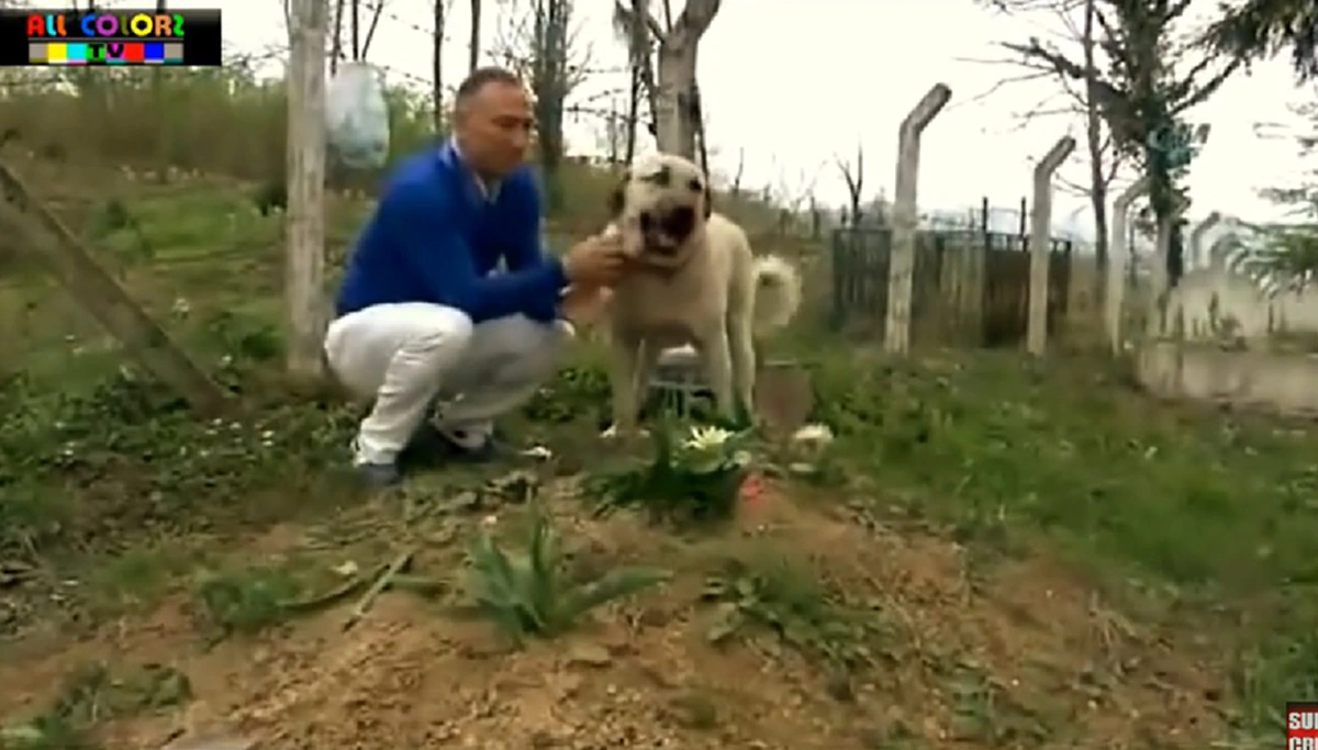 สุนัขแสนรู้สุดอาลัย แม้เจ้าของจากไป ไม่มีวันหวนกลับ