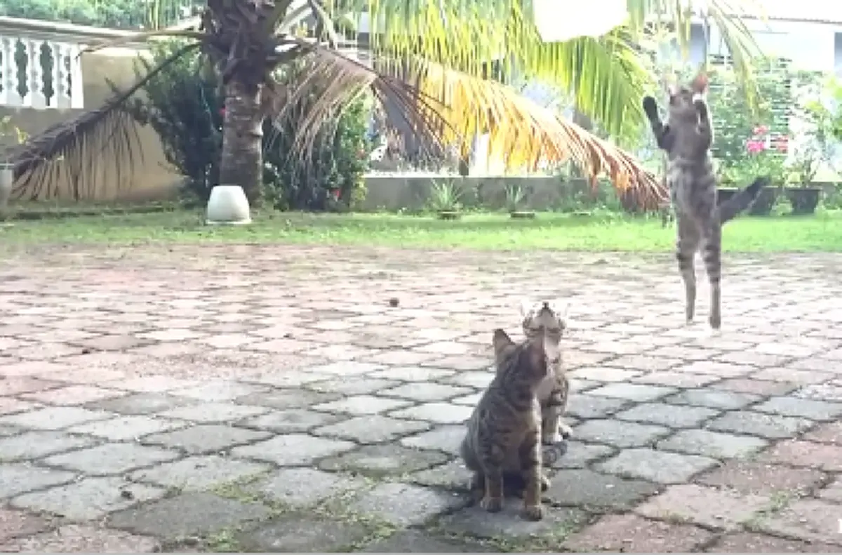 แมวน้อย