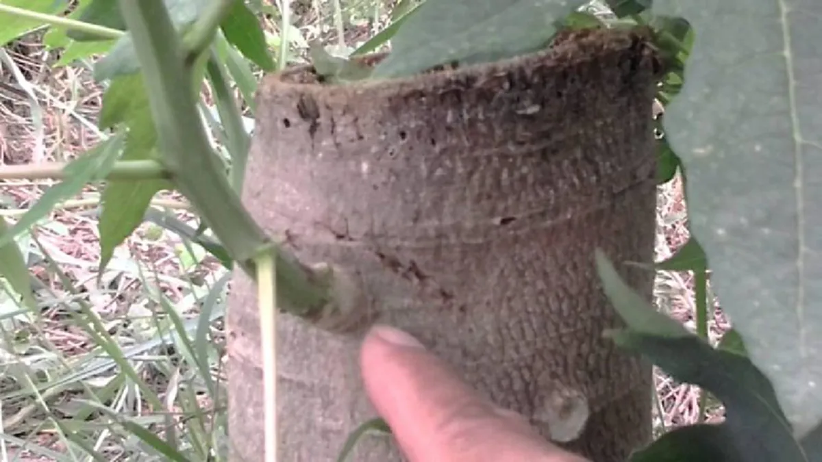 มะละกอลูกดก