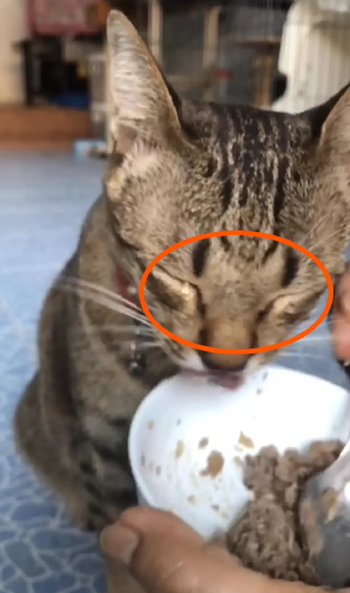 เมื่อเจ้าแมวน้อยอยากไปเล่นกับเพื่อน แต่แม่บังคับให้กินข้าวหมดก่อน งานนี้ถึงกับกินทั้งน้ำตา